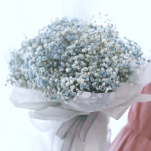 Blue Baby's breath