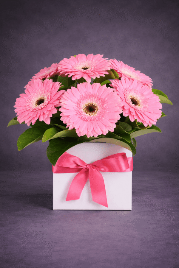 Vibrant Gerbera Daisies in a Gift Box — Sun's Florist, Kogarah